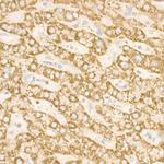 SDHC Antibody in Immunohistochemistry (Paraffin) (IHC (P))