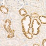 SDHC Antibody in Immunohistochemistry (Paraffin) (IHC (P))