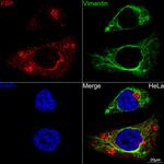 Folate Receptor alpha Antibody in Immunocytochemistry (ICC/IF)