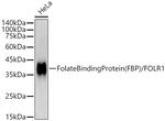 Folate Receptor alpha Antibody in Western Blot (WB)