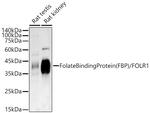 Folate Receptor alpha Antibody in Western Blot (WB)