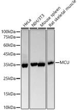 MCU Antibody in Western Blot (WB)