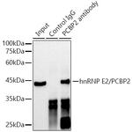 PCBP2 Antibody in Immunoprecipitation (IP)