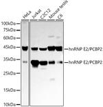 PCBP2 Antibody in Western Blot (WB)