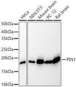 PIN1 Antibody in Western Blot (WB)