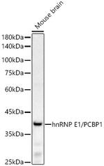 PCBP1 Antibody in Western Blot (WB)