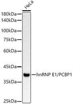 PCBP1 Antibody in Western Blot (WB)