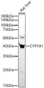 CYP1A1 Antibody in Western Blot (WB)