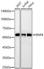 RNF8 Antibody in Western Blot (WB)