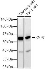 RNF8 Antibody in Western Blot (WB)