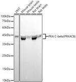 PKA beta Antibody in Western Blot (WB)