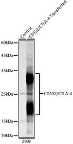 CTLA-4 Antibody in Western Blot (WB)