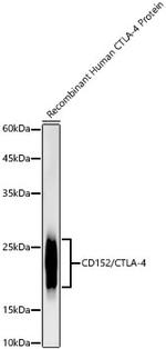 CTLA-4 Antibody in Western Blot (WB)