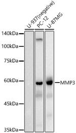 MMP3 Antibody in Western Blot (WB)