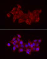 Beclin 1 Antibody in Immunocytochemistry (ICC/IF)