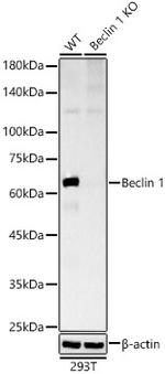 Beclin 1 Antibody in Western Blot (WB)