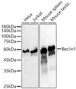 Beclin 1 Antibody in Western Blot (WB)