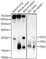 FGF2 Antibody in Western Blot (WB)