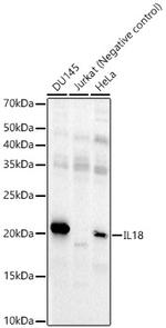 IL-18 Antibody in Western Blot (WB)