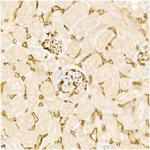 Endomucin Antibody in Immunohistochemistry (Paraffin) (IHC (P))