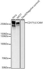 CD171 Antibody in Western Blot (WB)