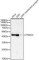 PSMC4 Antibody in Western Blot (WB)