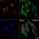 QKI Antibody in Immunocytochemistry (ICC/IF)