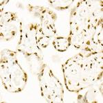 QKI Antibody in Immunohistochemistry (Paraffin) (IHC (P))