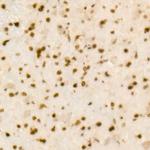 QKI Antibody in Immunohistochemistry (Paraffin) (IHC (P))