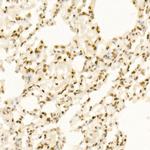 QKI Antibody in Immunohistochemistry (Paraffin) (IHC (P))