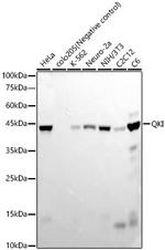 QKI Antibody in Western Blot (WB)