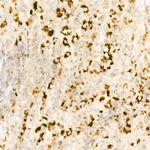 IL-7 Antibody in Immunohistochemistry (Paraffin) (IHC (P))