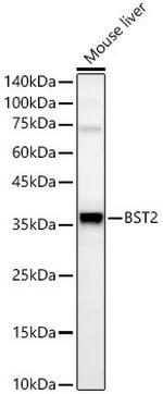 BST-2 Antibody in Western Blot (WB)