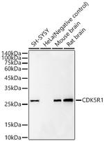 p25 Antibody in Western Blot (WB)