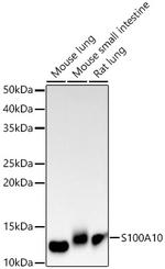 S100A10 Antibody in Western Blot (WB)