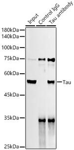 Tau Antibody in Immunoprecipitation (IP)