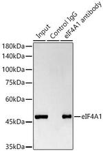 eIF4A1 Antibody in Immunoprecipitation (IP)