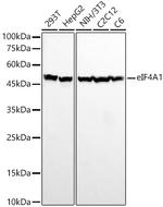 eIF4A1 Antibody in Western Blot (WB)