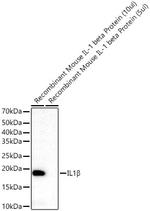 IL-1 beta Antibody in Western Blot (WB)