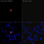 CD299 (DC-SIGN/L) Antibody in Immunocytochemistry (ICC/IF)