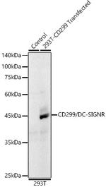 CD299 (DC-SIGN/L) Antibody in Western Blot (WB)