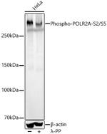 Phospho-RNA pol II CTD (Ser2, Ser5) Antibody in Western Blot (WB)