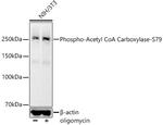 Phospho-Acetyl-CoA Carboxylase (Ser79) Antibody in Western Blot (WB)