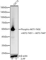 Phospho-AKT Pan (Thr450, Thr451, Thr447) Antibody in Western Blot (WB)