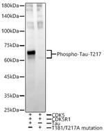 Phospho-Tau (Thr217) Antibody in Western Blot (WB)