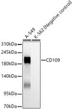 CD109 Antibody in Western Blot (WB)