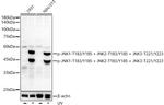 Phospho-JNK1/JNK2/JNK3 (Thr183, Tyr185, Thr221, Tyr223) Antibody in Western Blot (WB)