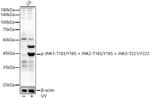 Phospho-JNK1/JNK2/JNK3 (Thr183, Tyr185, Thr221, Tyr223) Antibody in Western Blot (WB)