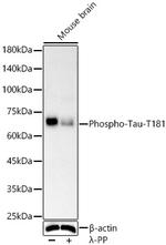 Phospho-Tau (Thr181) Antibody in Western Blot (WB)