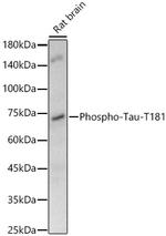 Phospho-Tau (Thr181) Antibody in Western Blot (WB)